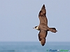 Uccelli charadriiformi 45 - Labbo.jpg
